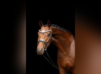 Oldenburger, Wallach, 4 Jahre, 166 cm, Brauner