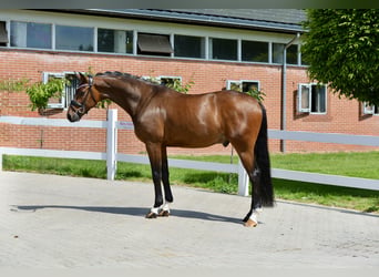 Oldenburger, Wallach, 4 Jahre, 166 cm, Brauner