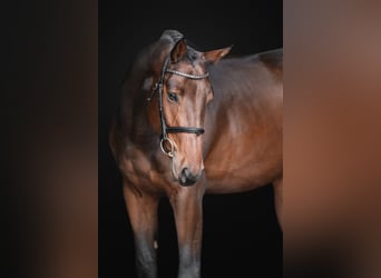 Oldenburger, Wallach, 4 Jahre, 166 cm, Dunkelbrauner