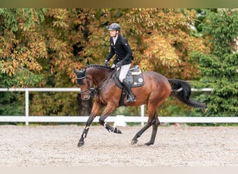 Oldenburger, Wallach, 4 Jahre, 166 cm, Dunkelbrauner