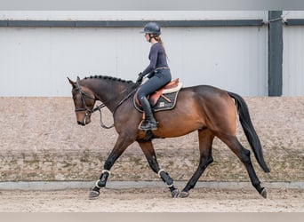 Oldenburger, Wallach, 4 Jahre, 166 cm, Dunkelbrauner