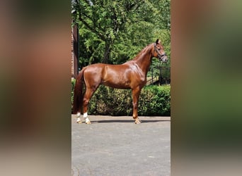 Oldenburger, Wallach, 4 Jahre, 166 cm, Dunkelfuchs