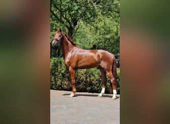 Oldenburger, Wallach, 4 Jahre, 166 cm, Dunkelfuchs