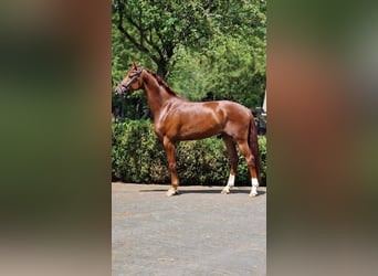Oldenburger, Wallach, 4 Jahre, 166 cm, Dunkelfuchs