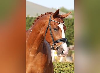 Oldenburger, Wallach, 4 Jahre, 166 cm, Fuchs