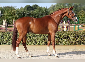 Oldenburger, Wallach, 4 Jahre, 166 cm, Fuchs