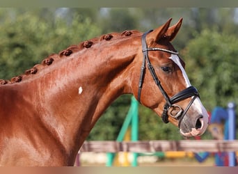 Oldenburger, Wallach, 4 Jahre, 166 cm, Fuchs