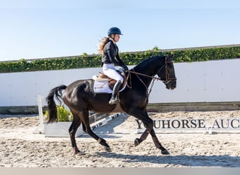 Oldenburger, Wallach, 4 Jahre, 166 cm, Rappe