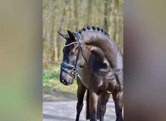 Oldenburger, Wallach, 4 Jahre, 166 cm, Schwarzbrauner