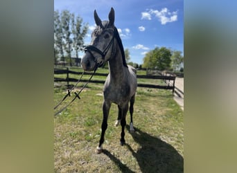 Oldenburger, Wallach, 4 Jahre, 167 cm, Apfelschimmel