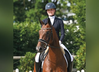 Oldenburger, Wallach, 4 Jahre, 167 cm, Brauner