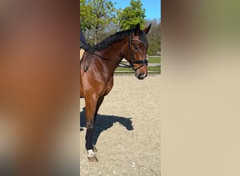 Oldenburger, Wallach, 4 Jahre, 167 cm