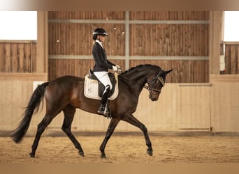 Oldenburger, Wallach, 4 Jahre, 167 cm, Dunkelbrauner