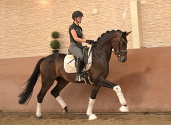 Oldenburger, Wallach, 4 Jahre, 167 cm, Dunkelbrauner