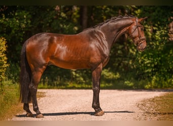 Oldenburger, Wallach, 4 Jahre, 167 cm, Dunkelbrauner