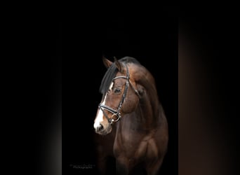 Oldenburger, Wallach, 4 Jahre, 167 cm, Dunkelbrauner