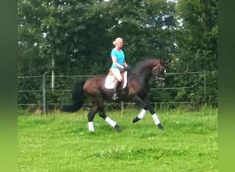 Oldenburger, Wallach, 4 Jahre, 167 cm, Dunkelbrauner