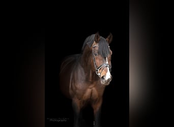 Oldenburger, Wallach, 4 Jahre, 167 cm, Dunkelbrauner