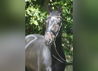 Oldenburger, Wallach, 4 Jahre, 167 cm, Dunkelbrauner