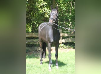 Oldenburger, Wallach, 4 Jahre, 167 cm, Dunkelbrauner