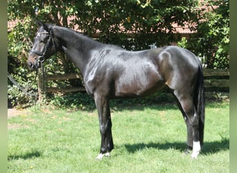 Oldenburger, Wallach, 4 Jahre, 167 cm, Dunkelbrauner
