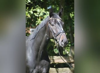 Oldenburger, Wallach, 4 Jahre, 167 cm, Dunkelbrauner