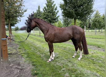 Oldenburger, Wallach, 4 Jahre, 167 cm, Fuchs