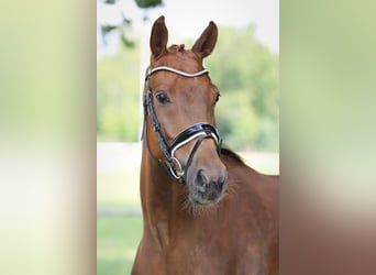 Oldenburger, Wallach, 4 Jahre, 167 cm, Fuchs