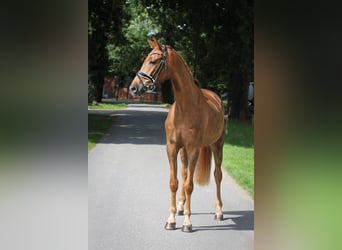Oldenburger, Wallach, 4 Jahre, 167 cm, Fuchs