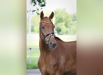 Oldenburger, Wallach, 4 Jahre, 167 cm, Fuchs