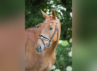 Oldenburger, Wallach, 4 Jahre, 167 cm, Fuchs