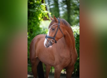 Oldenburger, Wallach, 4 Jahre, 167 cm, Fuchs