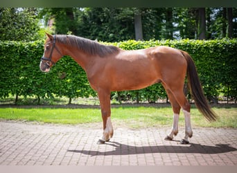 Oldenburger, Wallach, 4 Jahre, 167 cm, Fuchs