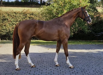 Oldenburger, Wallach, 4 Jahre, 167 cm, Fuchs