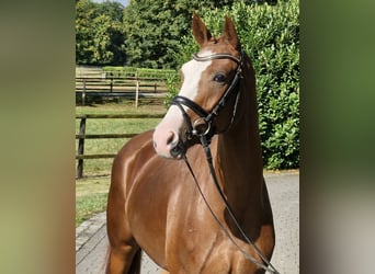 Oldenburger, Wallach, 4 Jahre, 167 cm, Fuchs