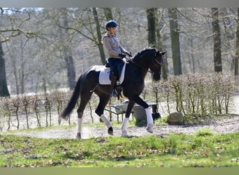 Oldenburger, Wallach, 4 Jahre, 167 cm, Rappe