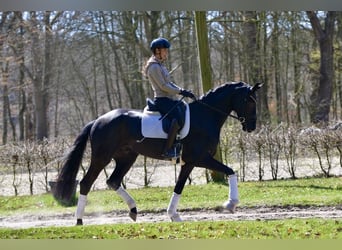Oldenburger, Wallach, 4 Jahre, 167 cm, Rappe