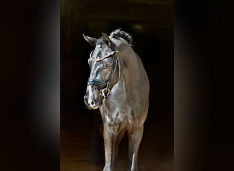 Oldenburger, Wallach, 4 Jahre, 167 cm, Rappe