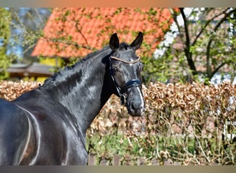 Oldenburger, Wallach, 4 Jahre, 167 cm, Rappe