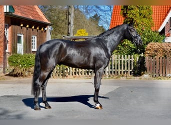 Oldenburger, Wallach, 4 Jahre, 167 cm, Rappe