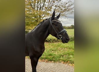 Oldenburger, Wallach, 4 Jahre, 167 cm, Rappe