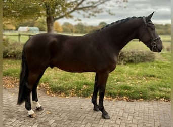 Oldenburger, Wallach, 4 Jahre, 167 cm, Rappe