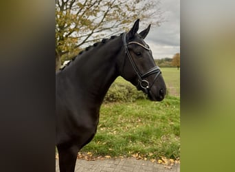Oldenburger, Wallach, 4 Jahre, 167 cm, Rappe