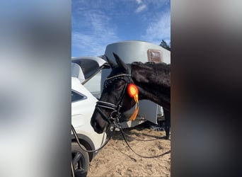 Oldenburger, Wallach, 4 Jahre, 167 cm, Rappe