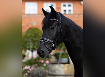 Oldenburger, Wallach, 4 Jahre, 167 cm, Rappe