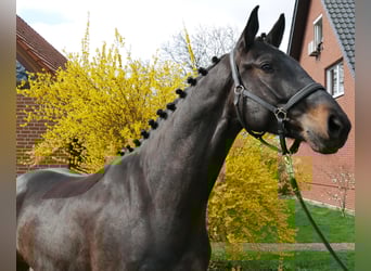 Oldenburger, Wallach, 4 Jahre, 167 cm, Schwarzbrauner