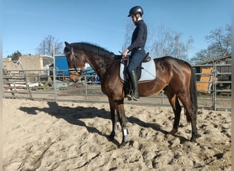 Oldenburger, Wallach, 4 Jahre, 167 cm, Schwarzbrauner