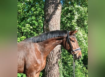 Oldenburger, Wallach, 4 Jahre, 168 cm, Brauner