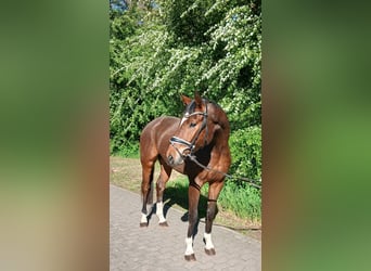 Oldenburger, Wallach, 4 Jahre, 168 cm, Brauner