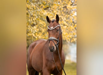 Oldenburger, Wallach, 4 Jahre, 168 cm, Brauner